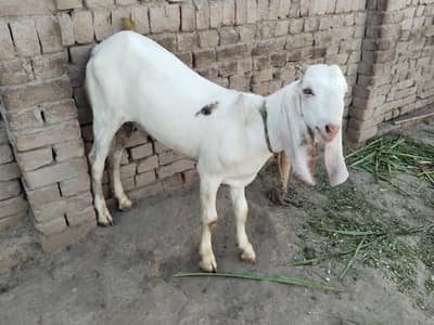 bakra for sale call 03225280183