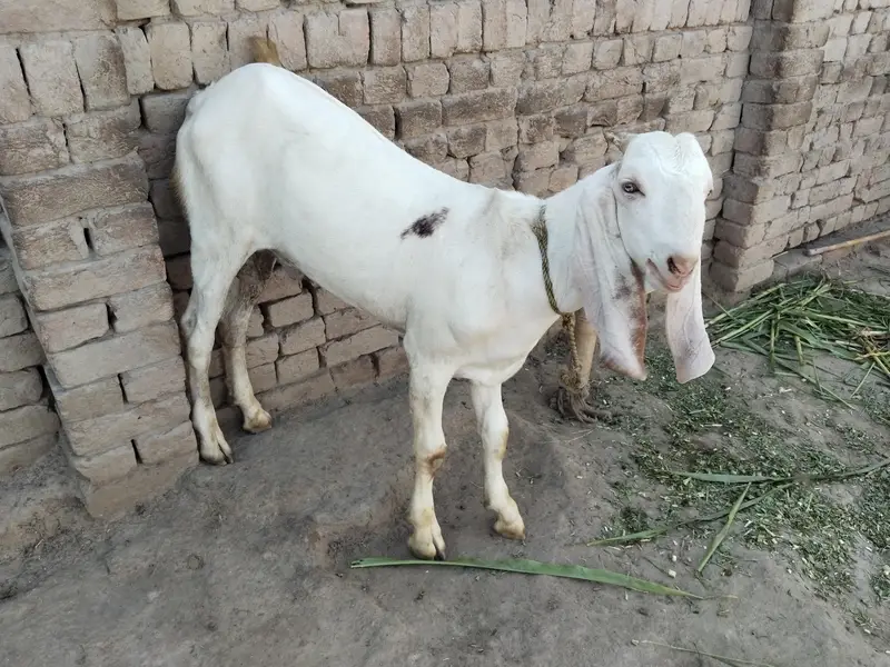 bakra for sale call 03225280183