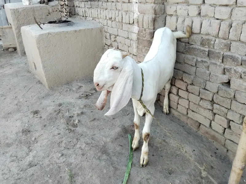bakra for sale call 03225280183 — photo 2