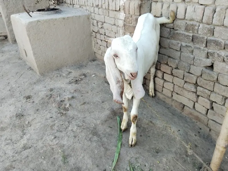 bakra for sale call 03225280183 — photo 3