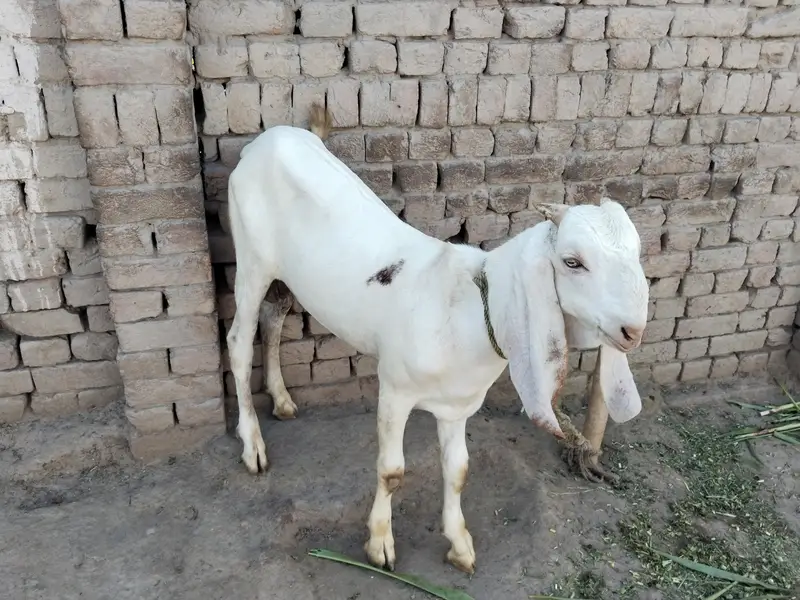 bakra for sale call 03225280183 — photo 4
