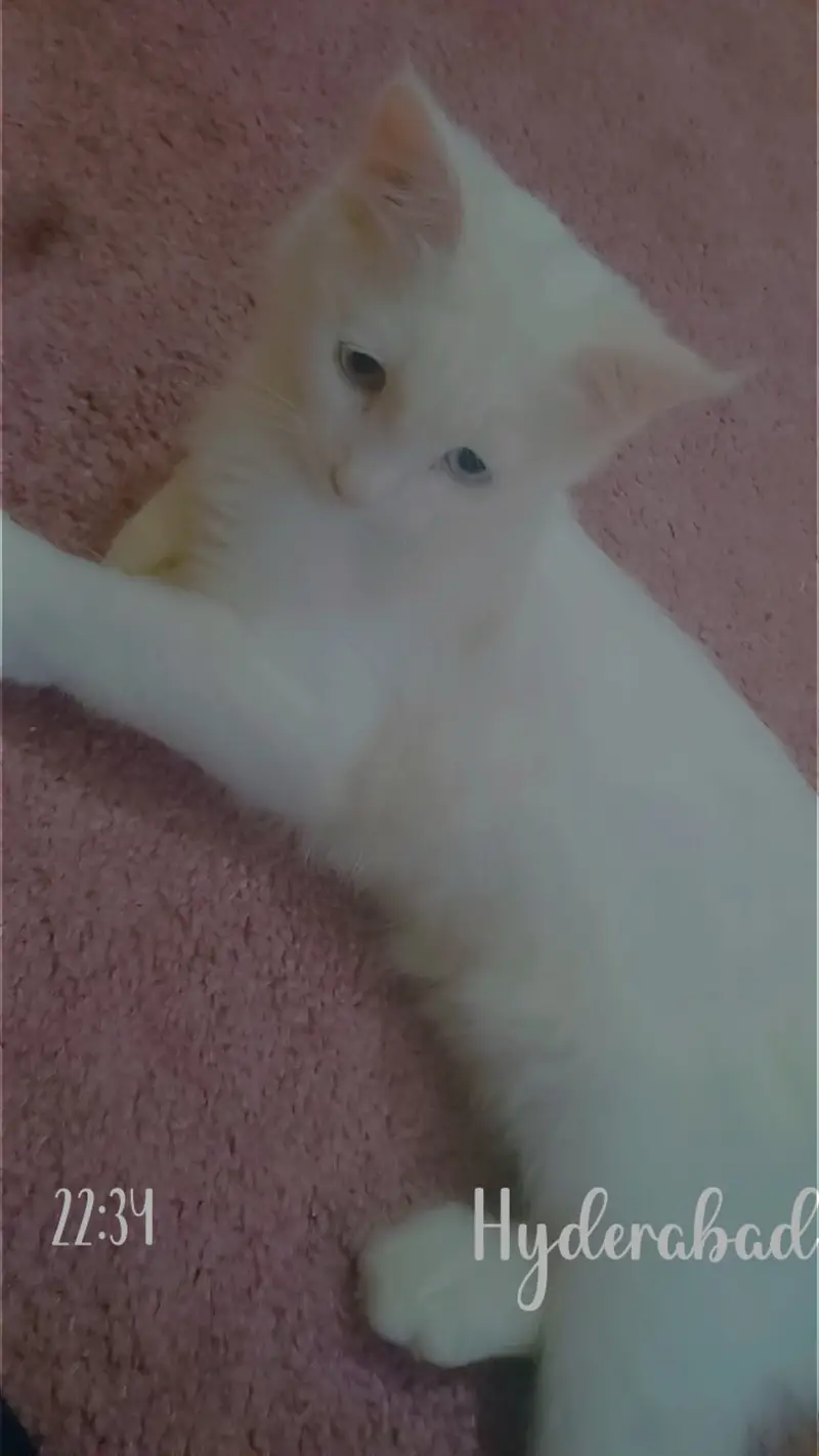 Cat For Sell — photo 2