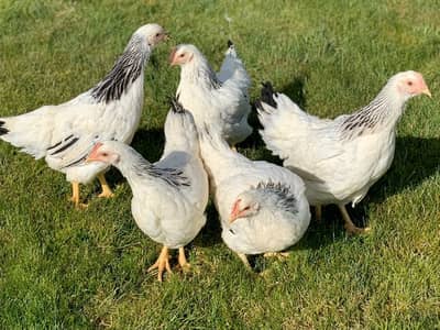 fancy hens / Light Sussex / Golden Buff / Ayam Cemani / fancy chicks