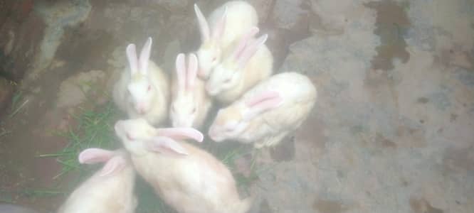 breeder pair white red eyes