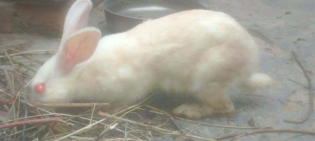 breeder pair white red eyes — photo 2