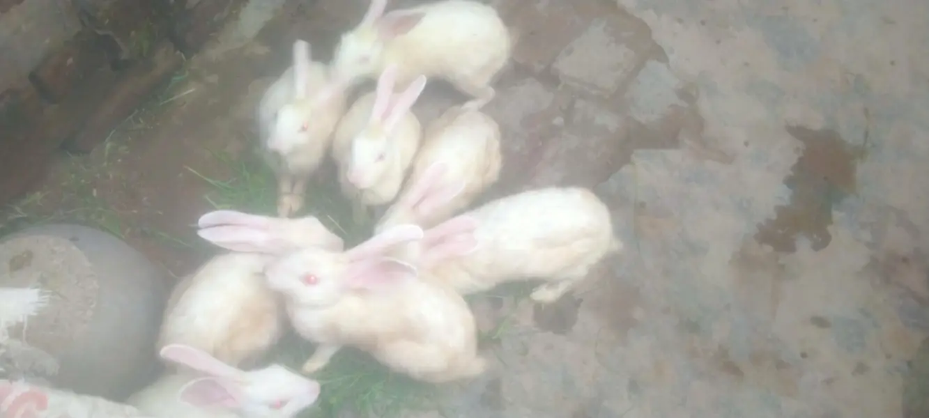 breeder pair white red eyes — photo 4
