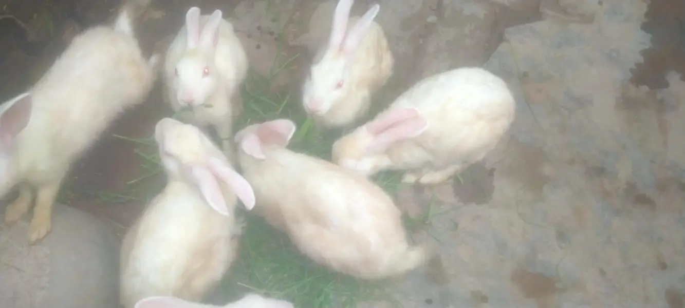 breeder pair white red eyes — photo 5
