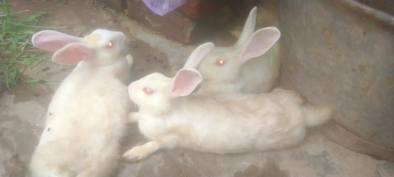 breeder pair white red eyes — photo 6