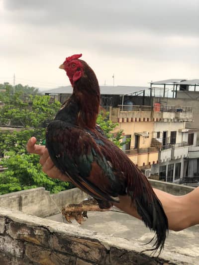 desi/murga desi/murgi aseel/hen aseel/murgi aseel/murga aseel/chicks