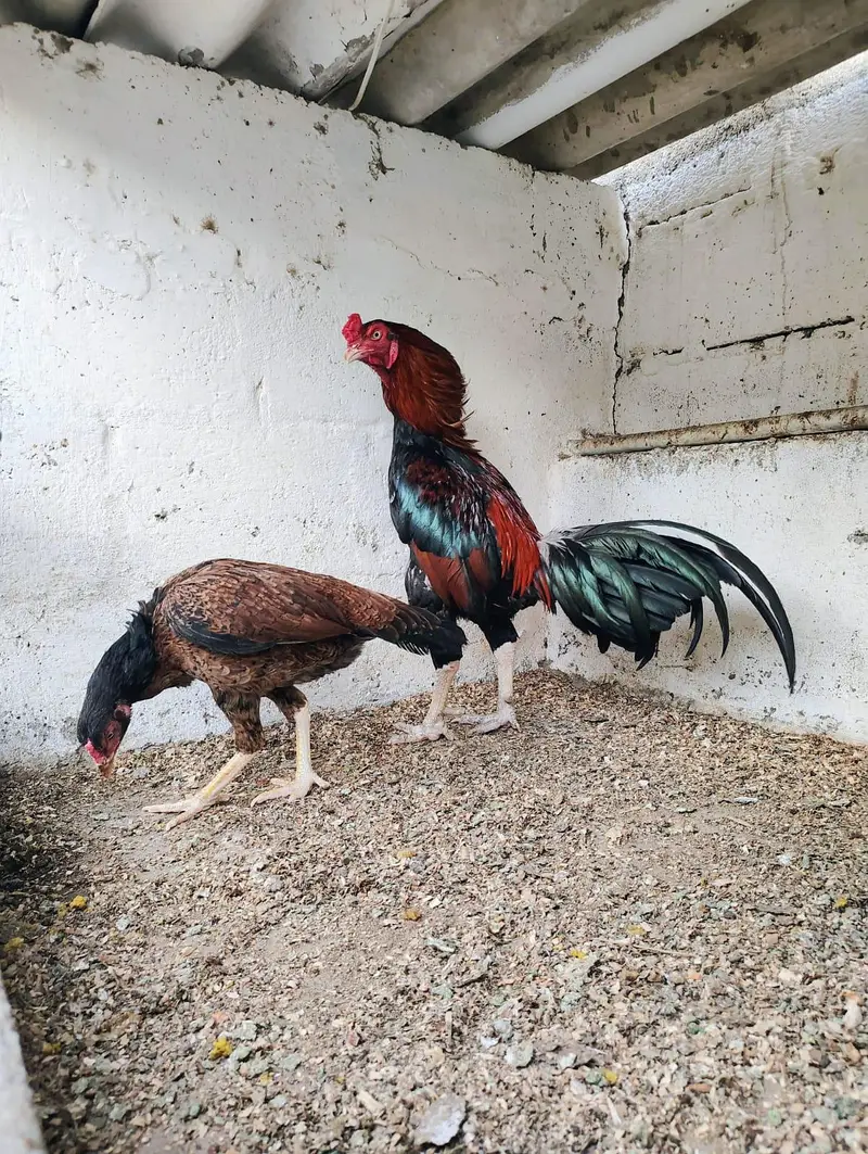 FOR SALE LOCATION KARACHI WEST Garden cntct 033224372388 — photo 2