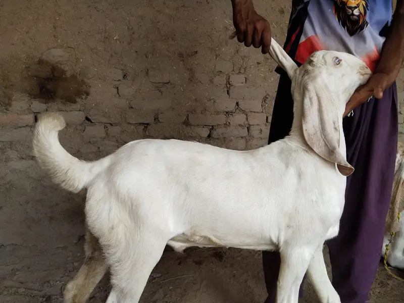 Bakra for sale call me+"03291319927