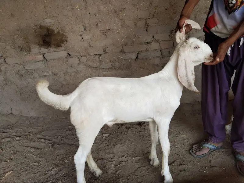 Bakra for sale call me+"03291319927 — photo 2