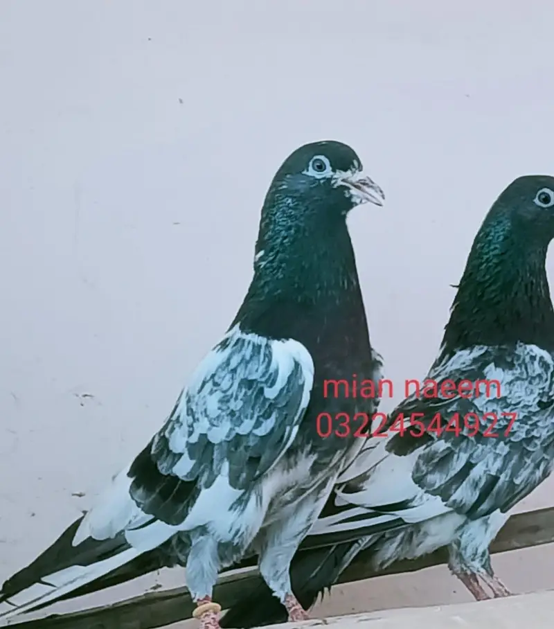 pure indian frozpure pegions — photo 2