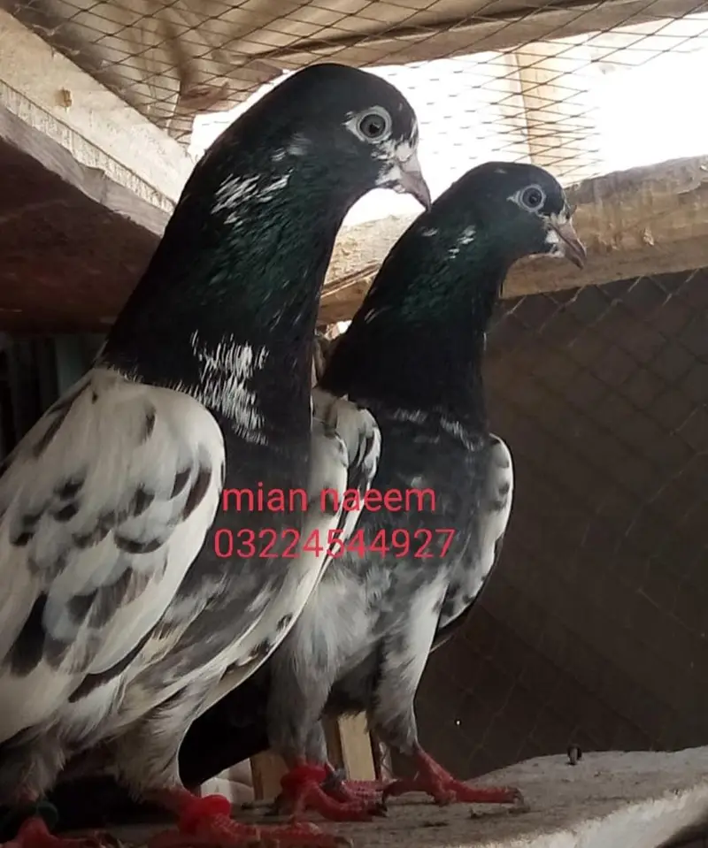 pure indian frozpure pegions — photo 12