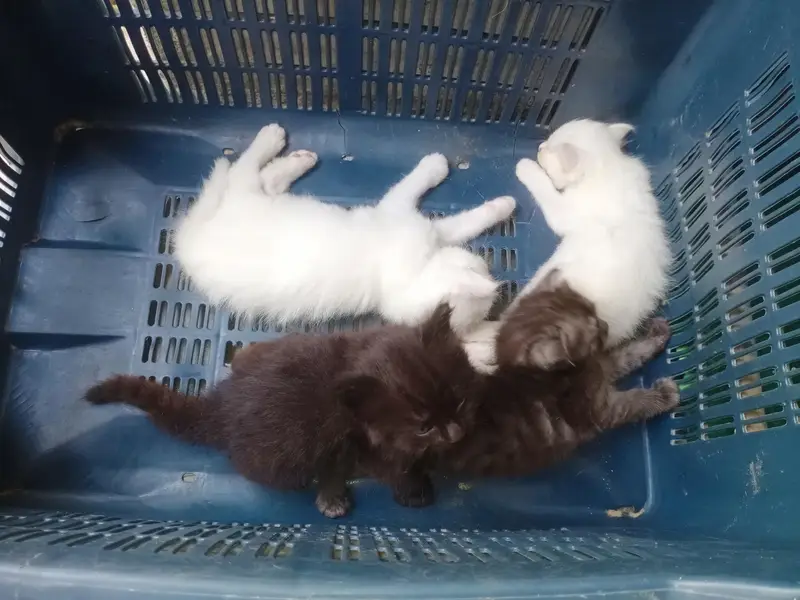 Persian cat — photo 2