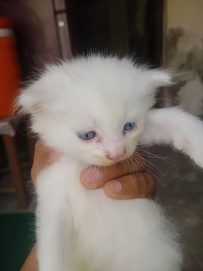 Persian cat — photo 3
