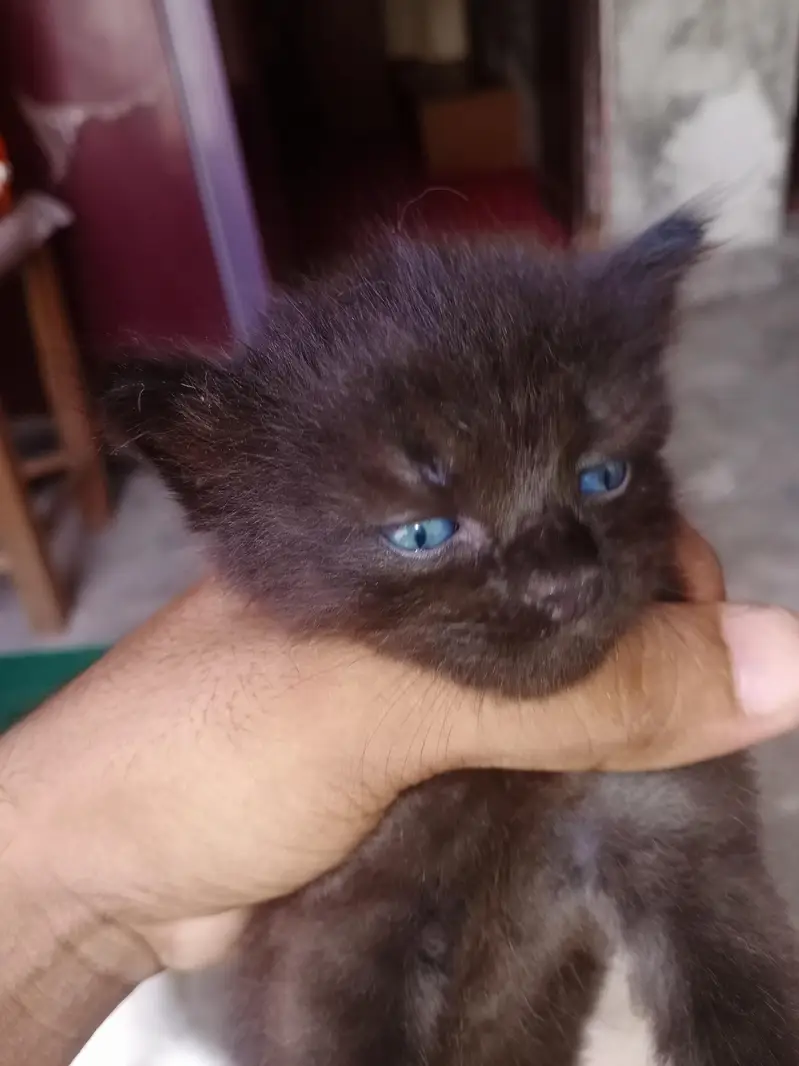 Persian cat — photo 4