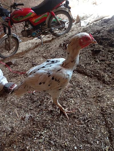 aseel female for sale