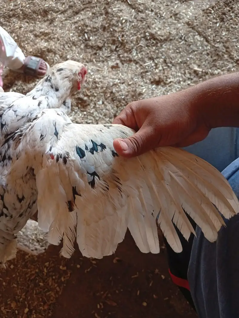 aseel female for sale — photo 2