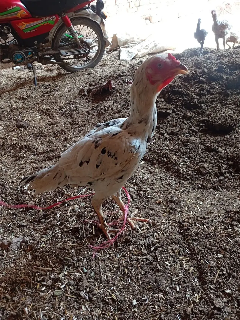 aseel female for sale — photo 3