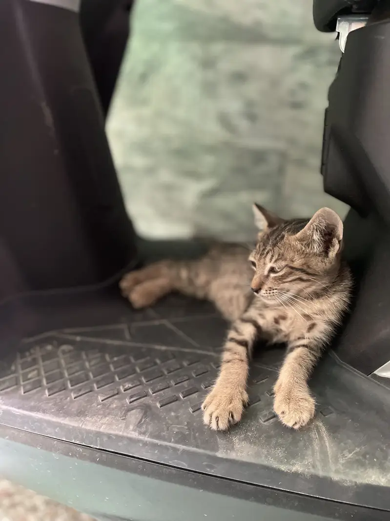 Cat for home read everything in description