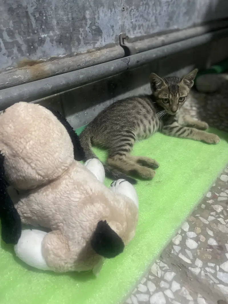 Cat for home read everything in description — photo 2