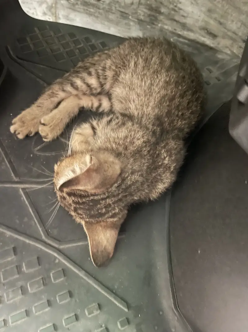 Cat for home read everything in description — photo 3