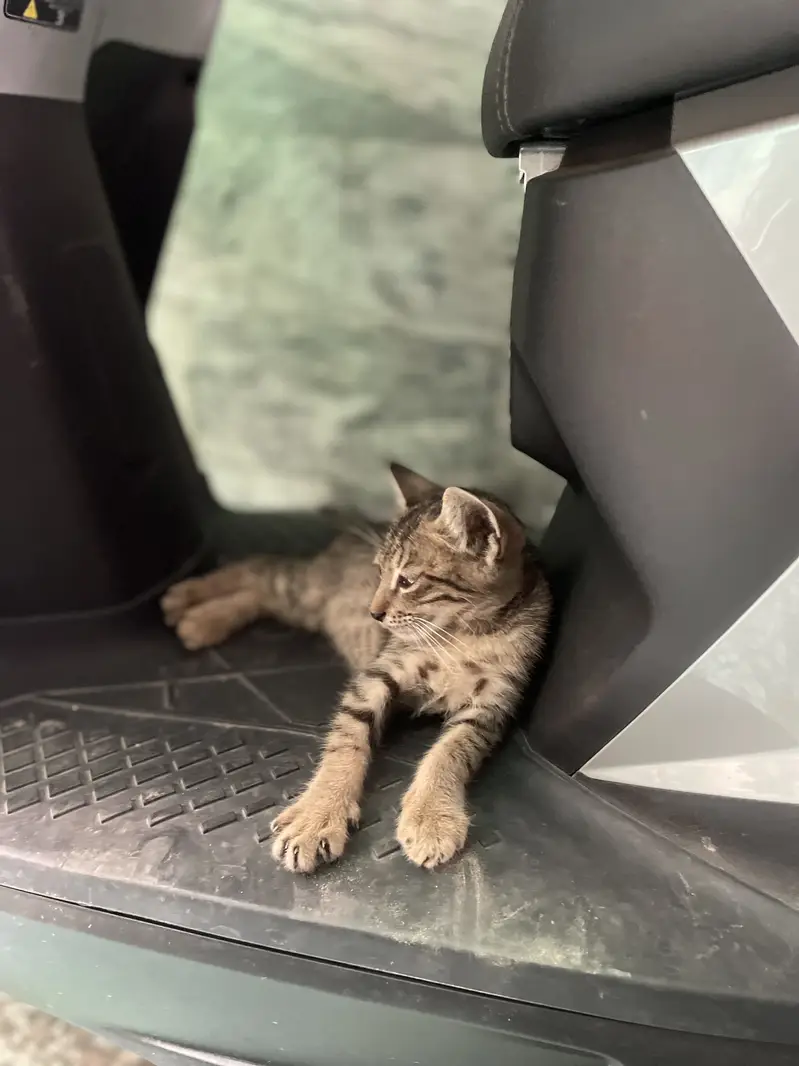 Cat for home read everything in description — photo 4
