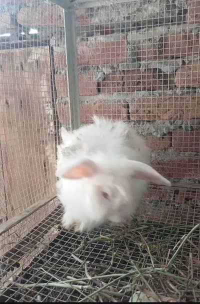 angora rabbits