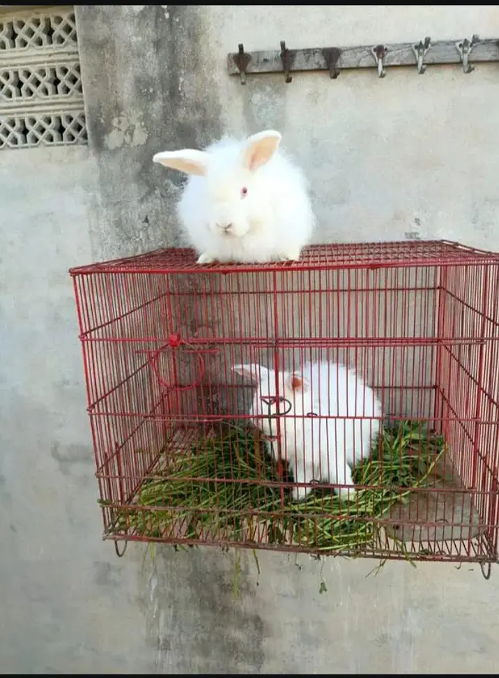 angora rabbits — photo 2