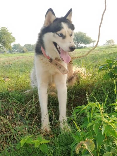 Siberian husky female near to heat for sale