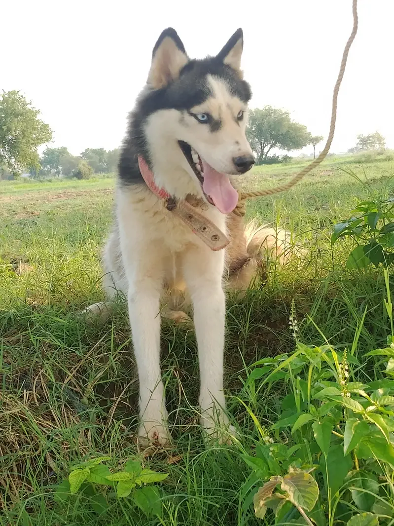 Siberian husky female near to heat for sale
