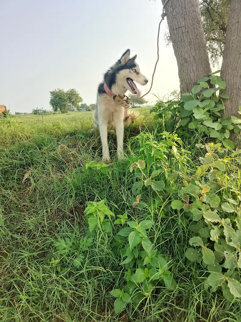 Siberian husky female near to heat for sale — photo 2