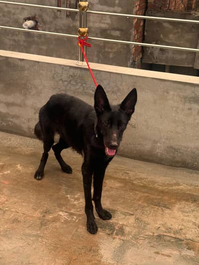 blacke jerman shepherd