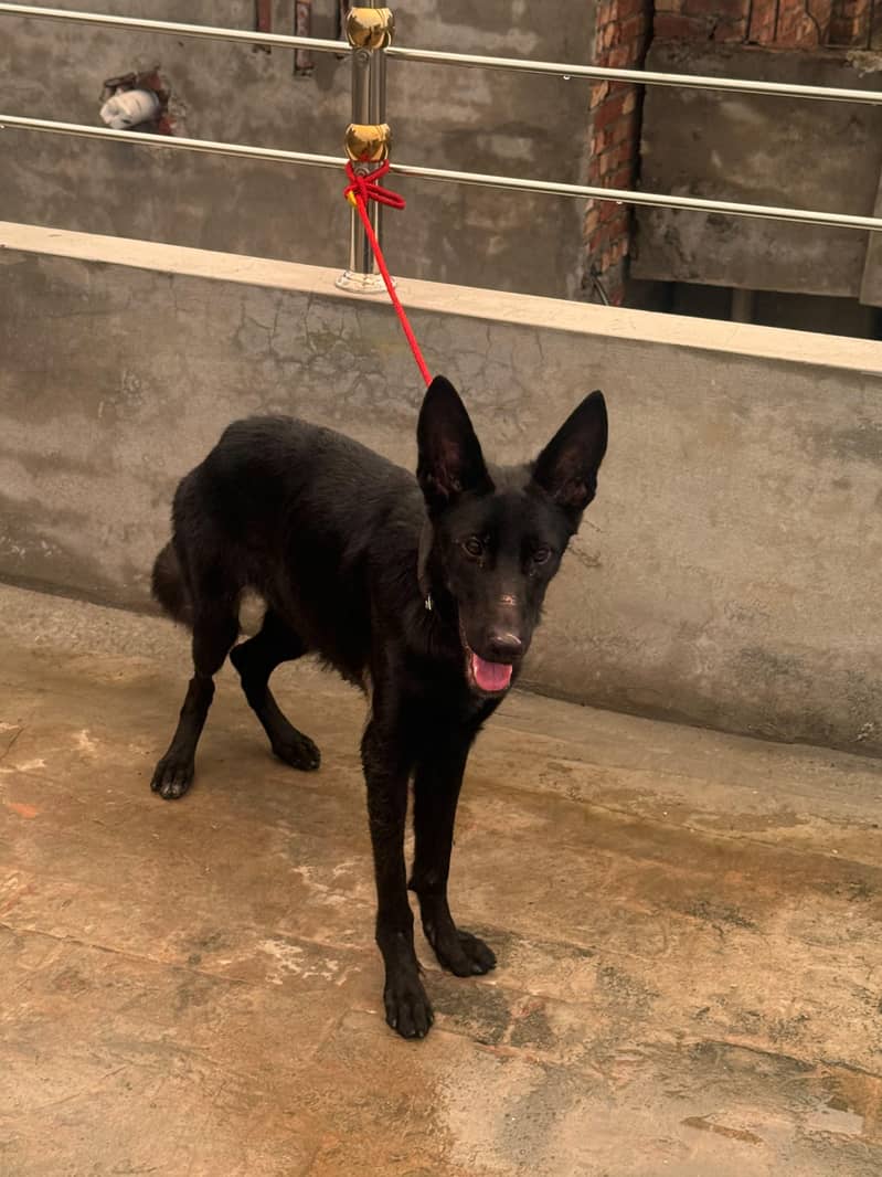 blacke jerman shepherd 0