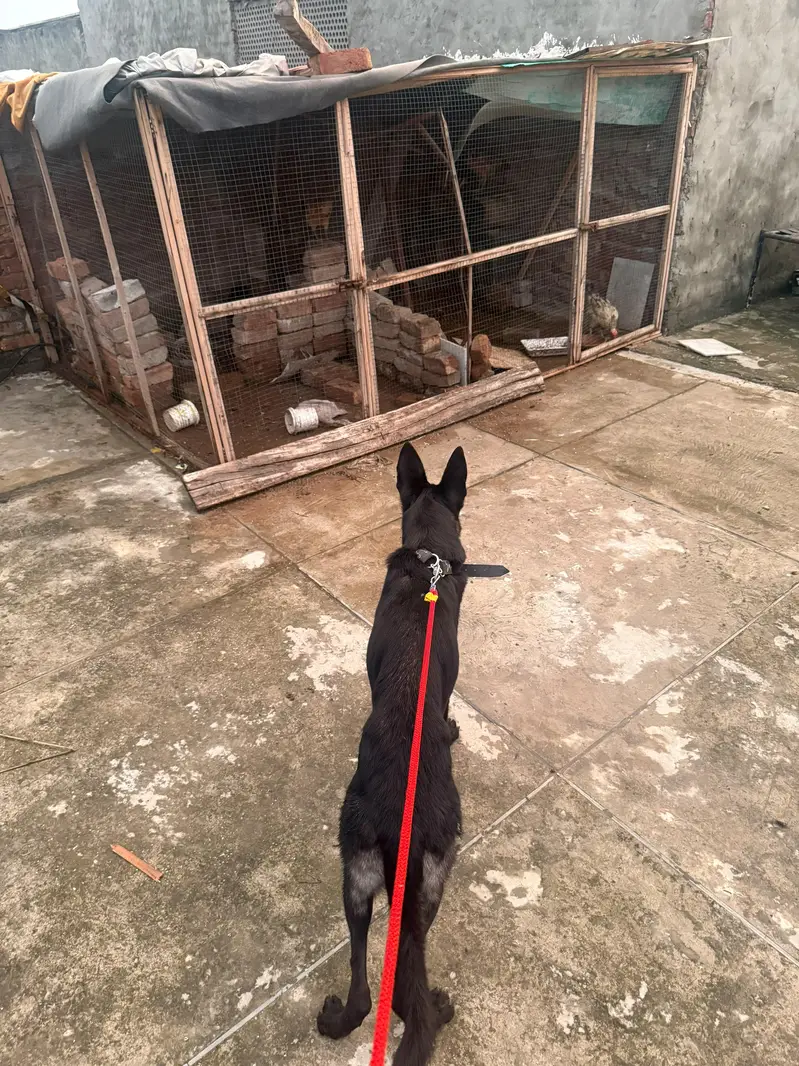 blacke jerman shepherd — photo 2