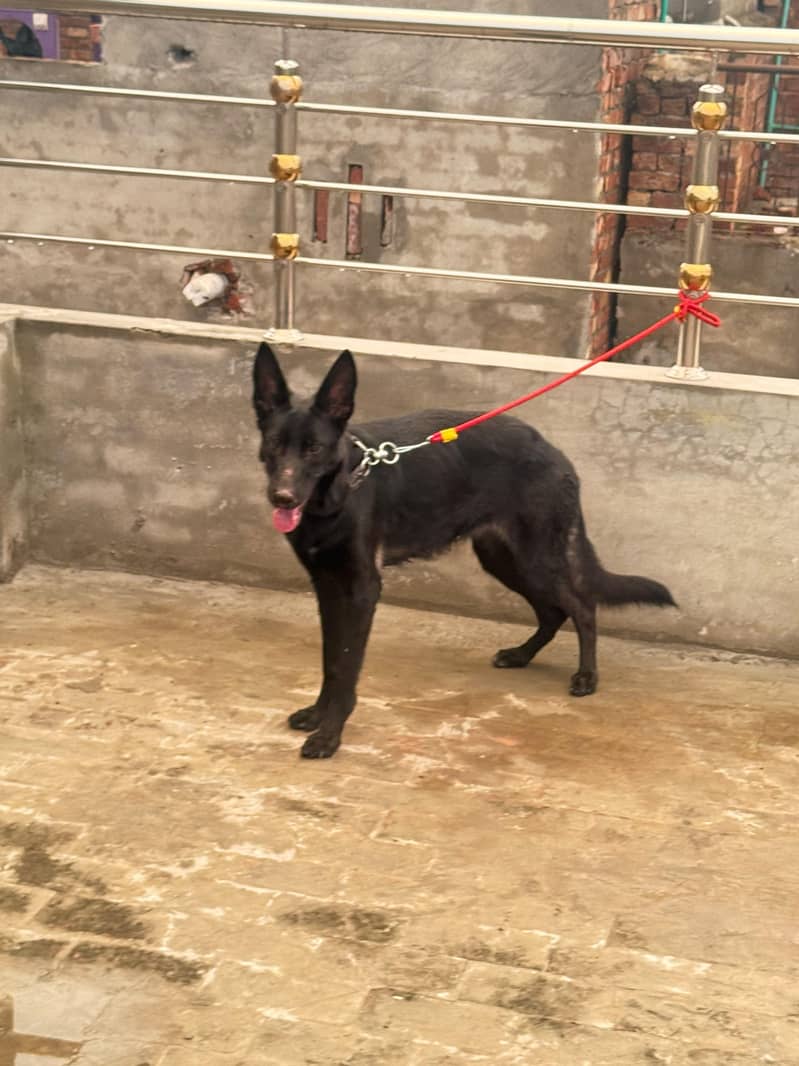 blacke jerman shepherd 2