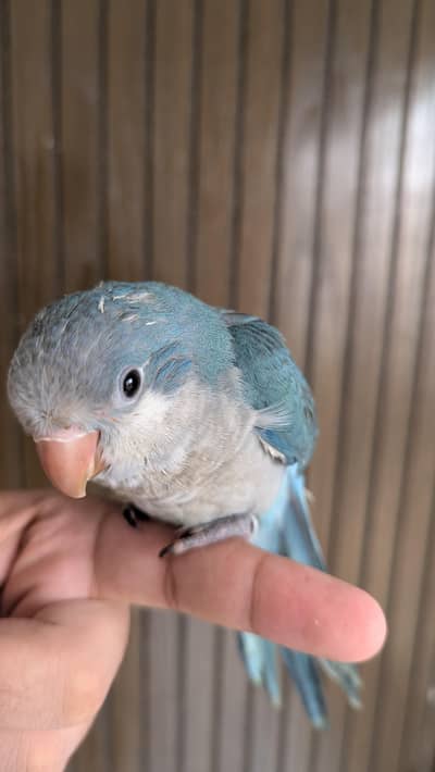 Hand tamed 0-Bite | Monks, Ringnecks, Sun Conures, Kashmiri Pahari Etc