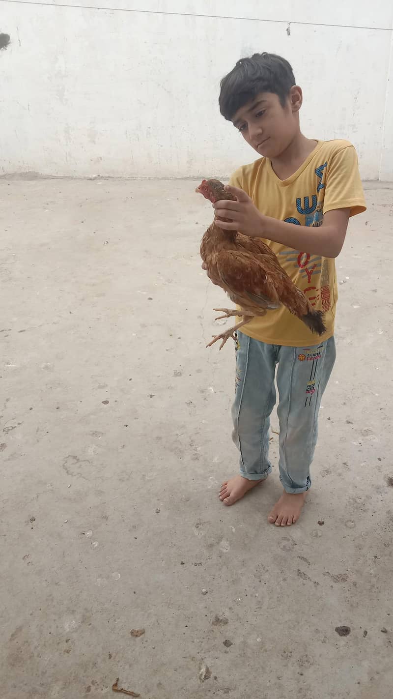 Aseel sindhi 0