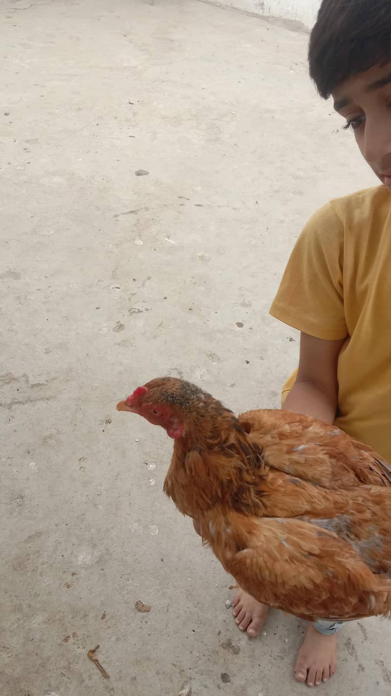 Aseel sindhi 2