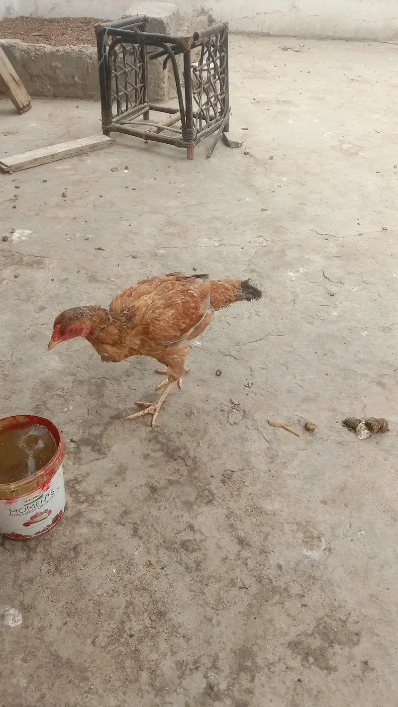 Aseel sindhi — photo 6