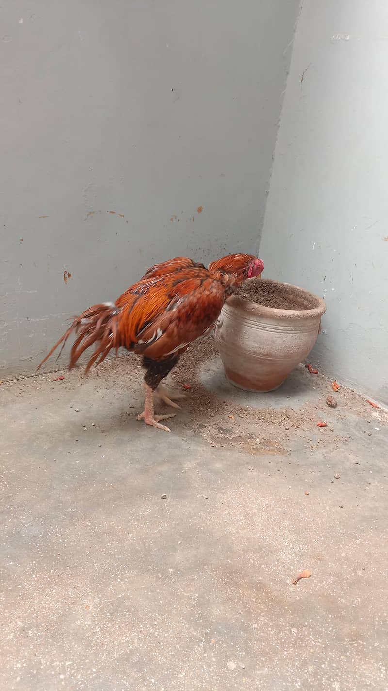 Aseel sindhi 7