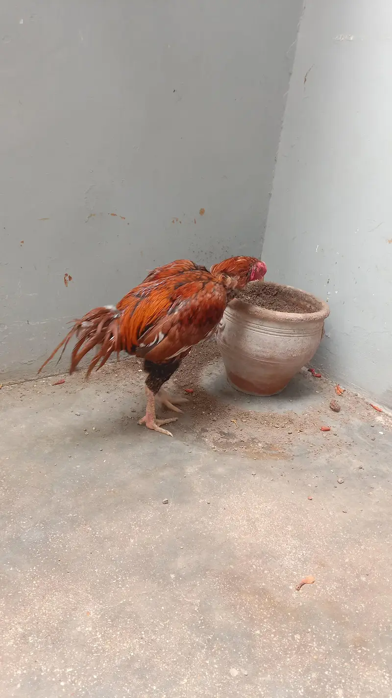 Aseel sindhi — photo 8