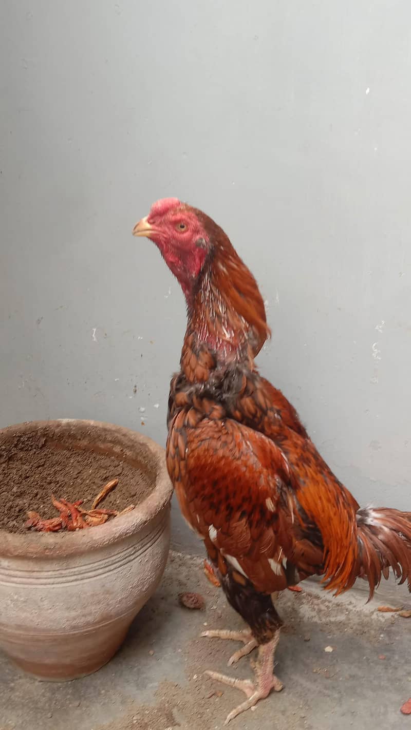 Aseel sindhi 8
