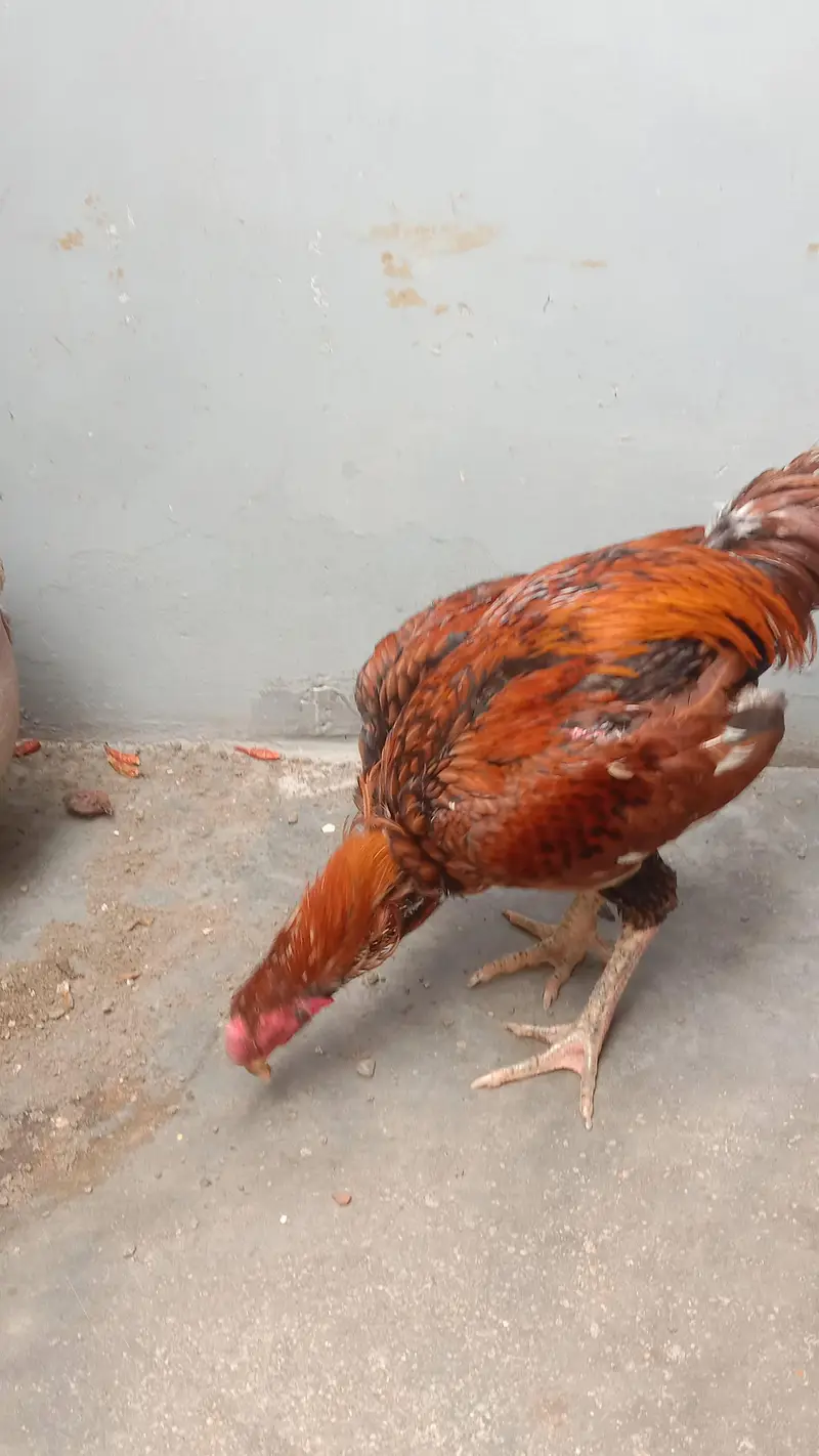 Aseel sindhi — photo 11