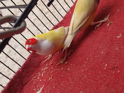 cocktails And Lady gouldians