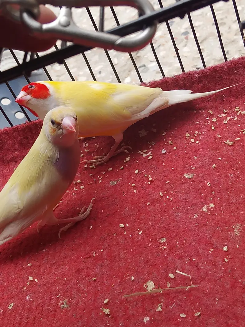 cocktails And Lady gouldians — photo 2