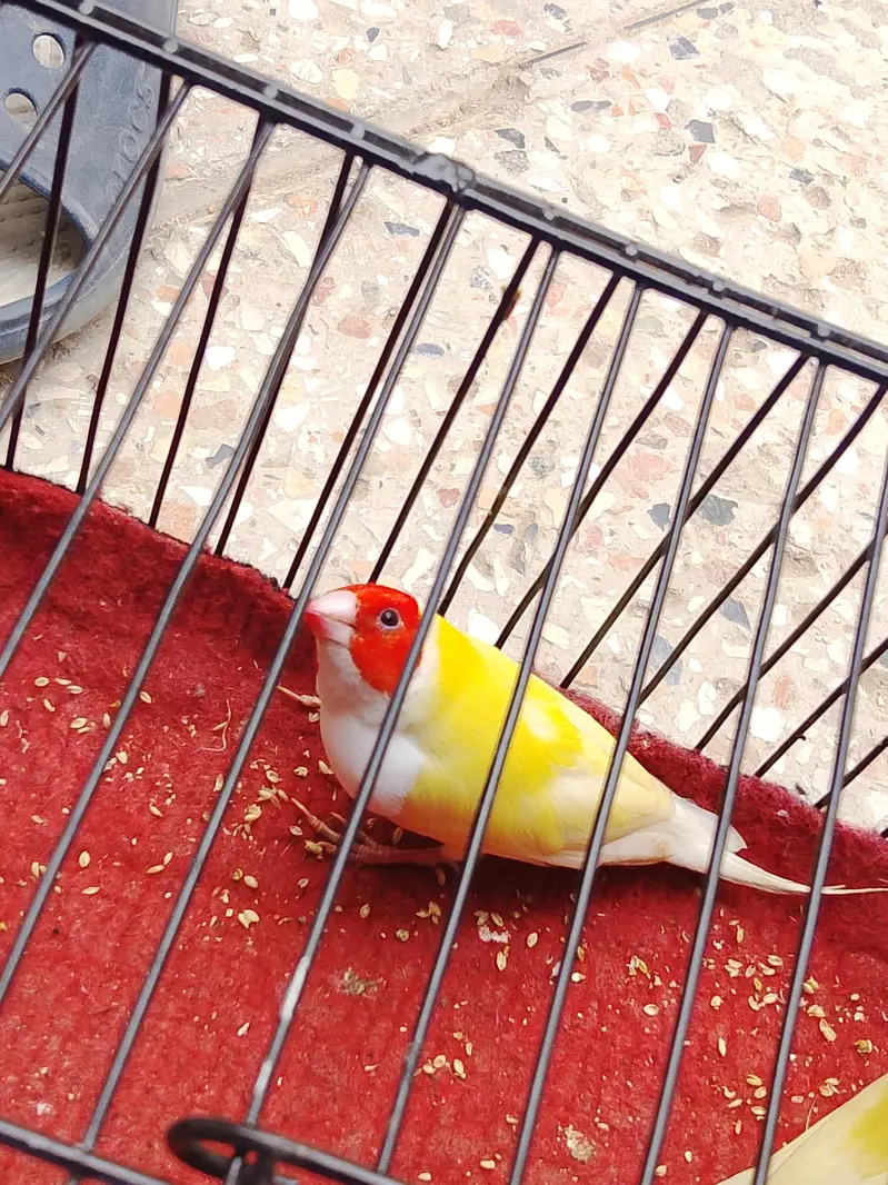cocktails And Lady gouldians — photo 3