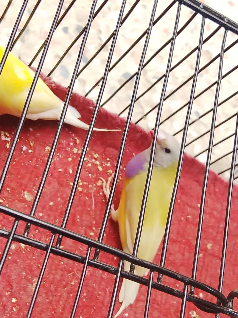 cocktails And Lady gouldians — photo 4
