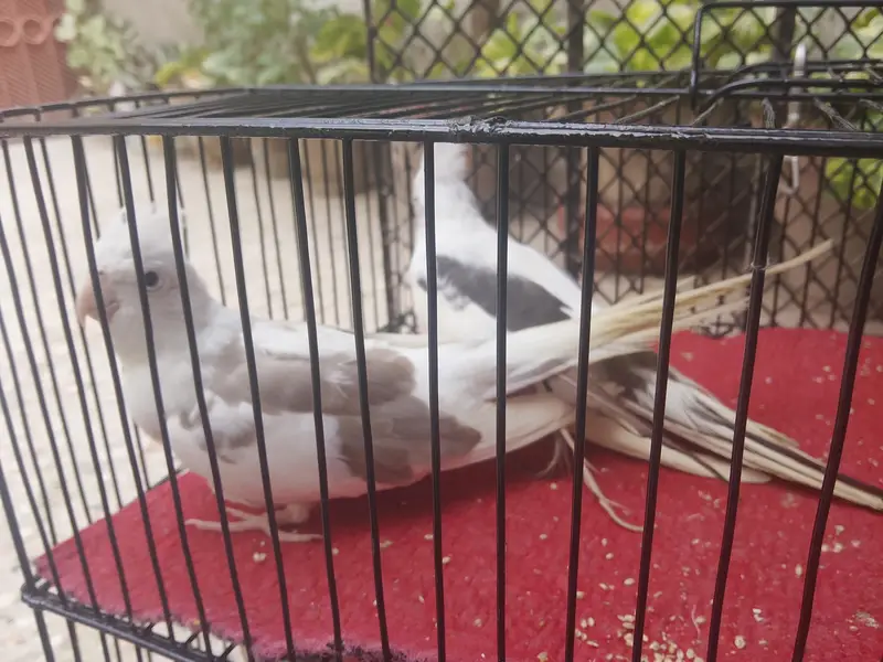cocktails And Lady gouldians — photo 5